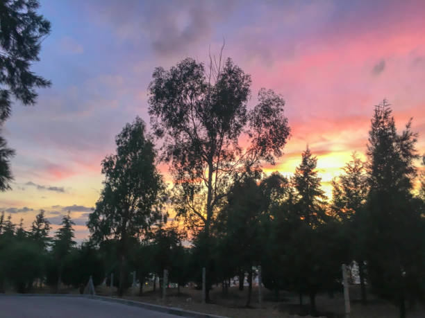 Forest landscape with pink, blue and purple clouds. Sunset.