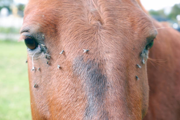 Close up of brown horse head. Close up of brown horse head. There are too many flies on it's face especially around eyes. Close up portrait with blurred background. horse fly photos stock pictures, royalty-free photos & images
