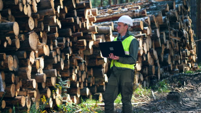 A man in safety wear is observing wood with a laptop
