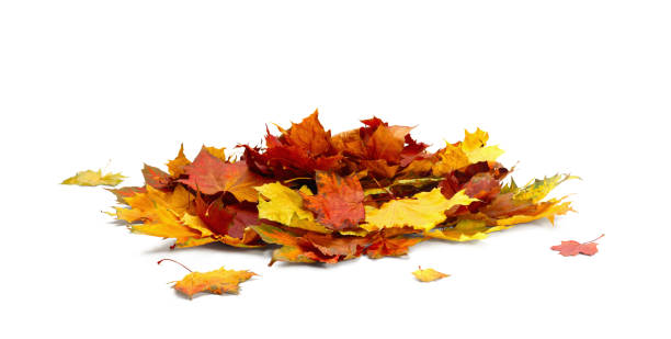 istock Isolated autumn leaves 1179421282
