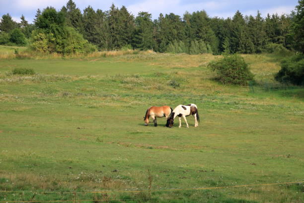 istock two brown horses in a meadow 1179424105