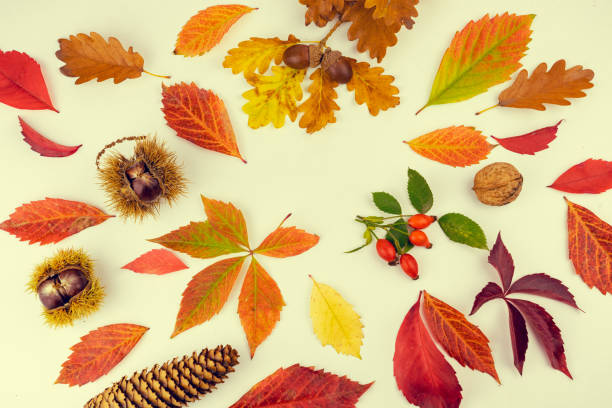 istock colorful autumn leaves and yields pattern isolated on white background. flat lay, overhead view 1179428026