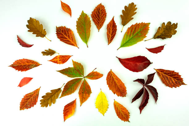 colorful autumn leaves and yields pattern isolated on white background. flat lay, overhead view .