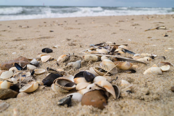 istock Blavand Beach Denmark 1179429713