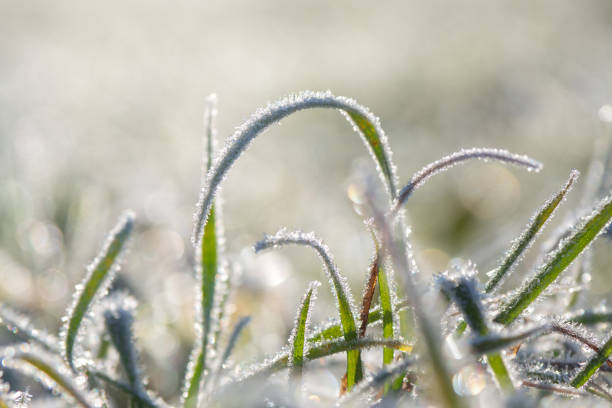 istock Frost on the leaves. Winter frosty abstract natural background. 1179430879