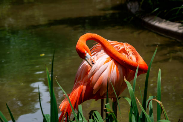 istock Chilean Flamingo 1179431737