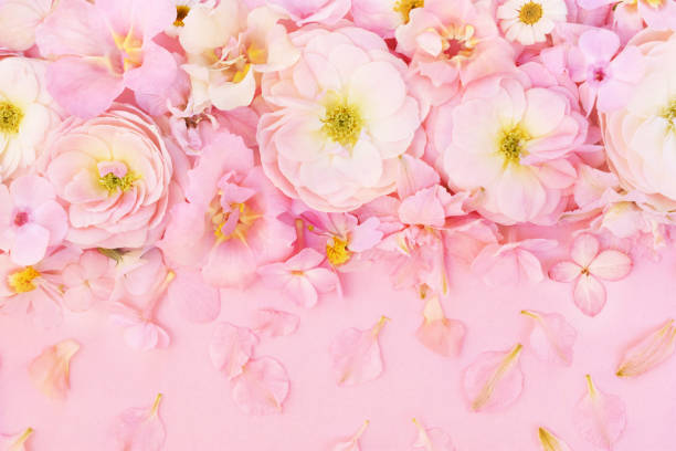 istock Summer blossoming delicate roses or pink spring blooming flowers 1179433882