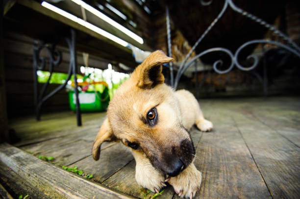istock little cute puppy 1179433990