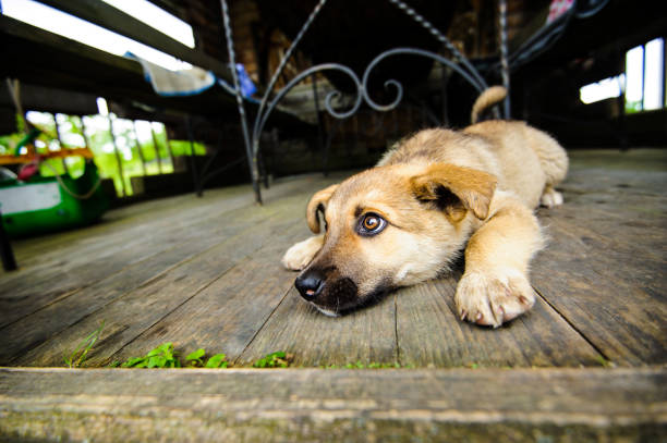 istock little cute puppy 1179434011