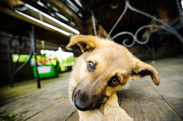 istock little cute puppy 1179434014