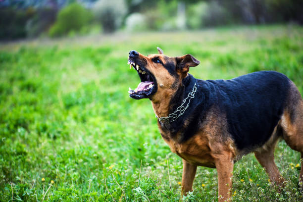 istock Angry dog attacks. The dog looks aggressive and dangerous. 1179434057
