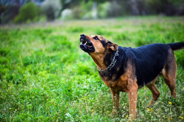 istock Angry dog on green background 1179434082