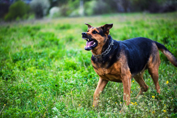 istock Angry dog on green background 1179434097
