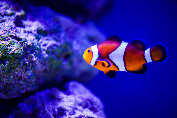 istock Wonderful and beautiful underwater world with corals and tropical fish. 1179434100