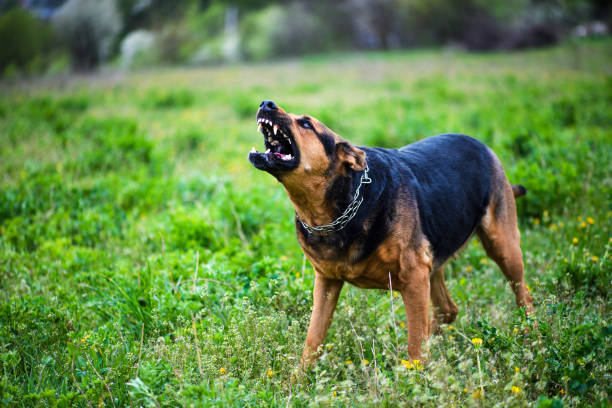 istock Angry dog on green background 1179434110