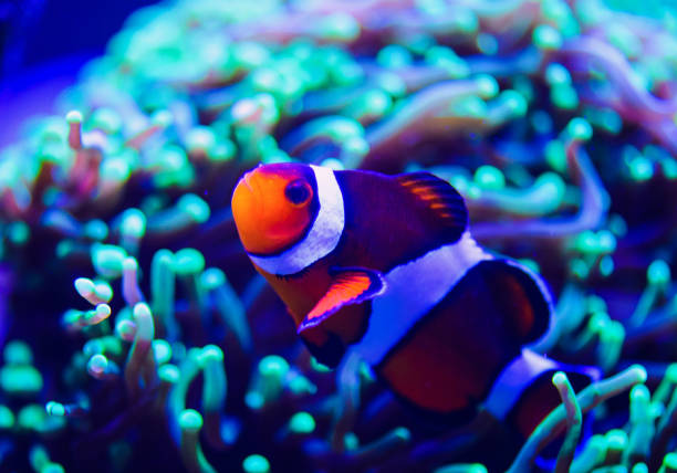 istock Wonderful and beautiful underwater world with corals and tropical fish. 1179434157
