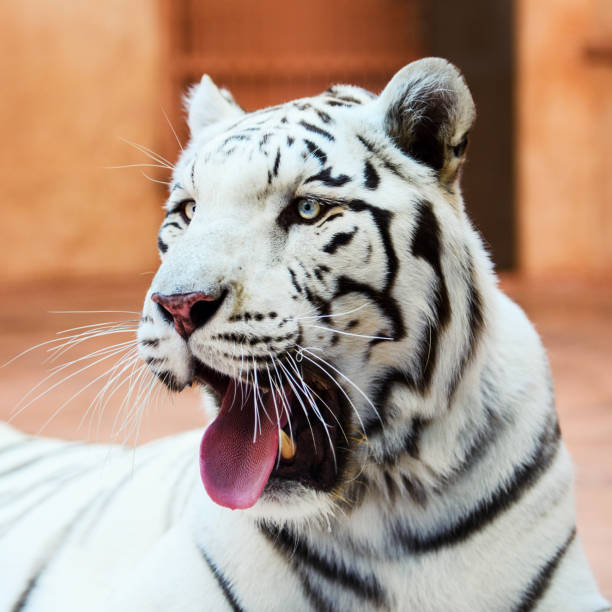 istock Face of a white bengal tiger, 1179434170