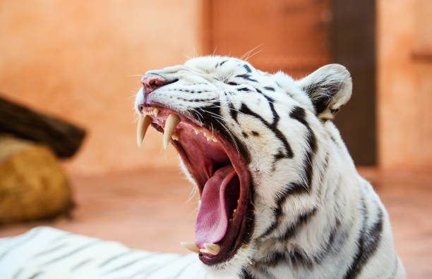 istock Face of a white bengal tiger, 1179434185