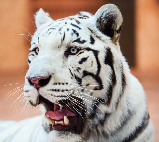 istock Face of a white bengal tiger, 1179434192