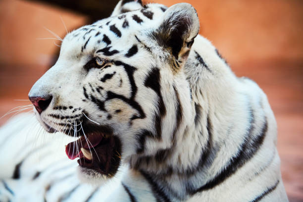 istock Face of a white bengal tiger, 1179434200