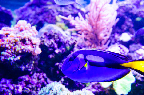istock Wonderful and beautiful underwater world with corals and tropical fish. 1179434284