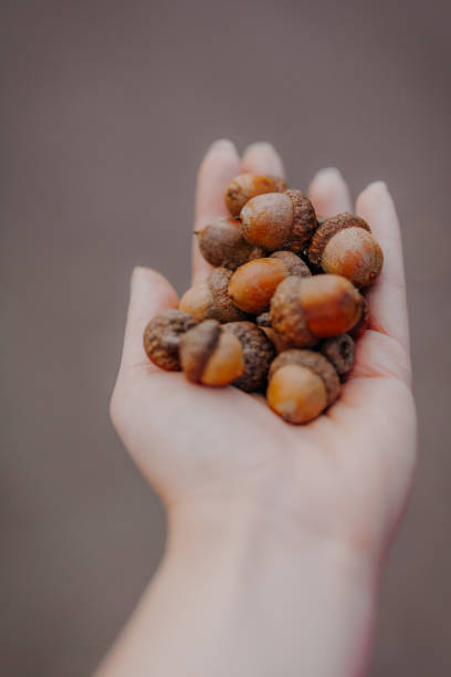 istock Young Woman Holding Acorns in Hand 1179437421