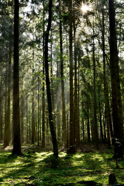 istock Natural forest in the early morning 1179438084