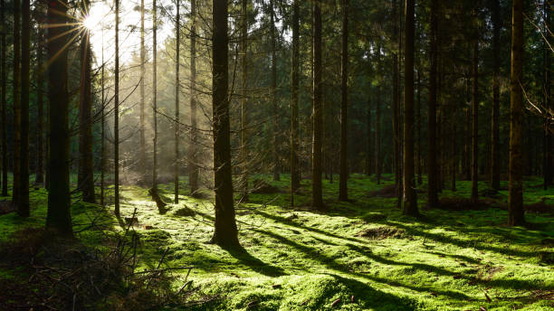istock Natural forest in the early morning 1179439296