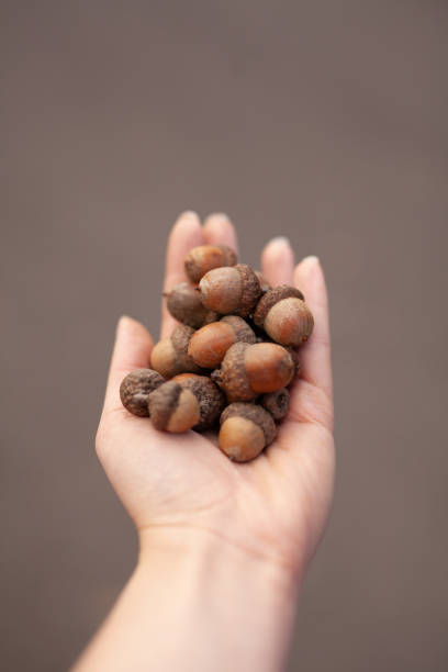 istock Young Woman Holding Acorns in Hand 1179440811
