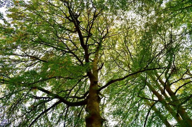 A walk through the mature Birch Tree woodlands and waterfalls of the Scottish Highlands
