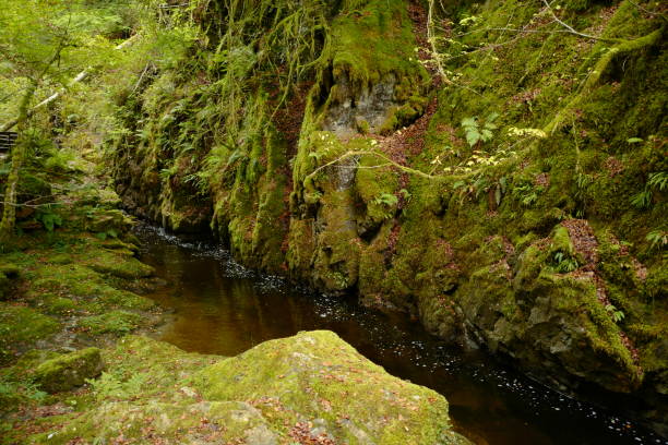 istock Birks of Alberfeldy 1179441007