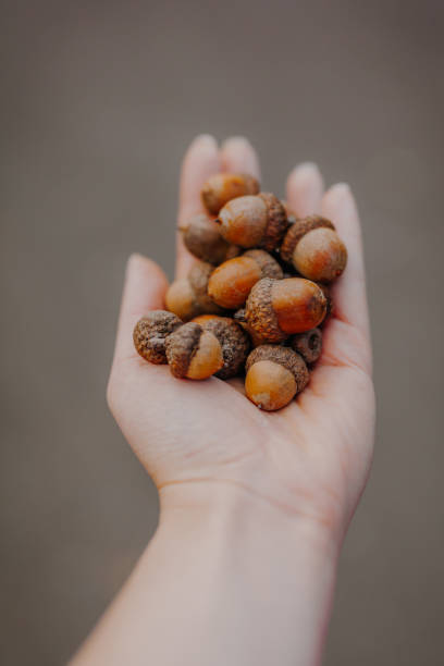 istock Young Woman Holding Acorns in Hand 1179441020