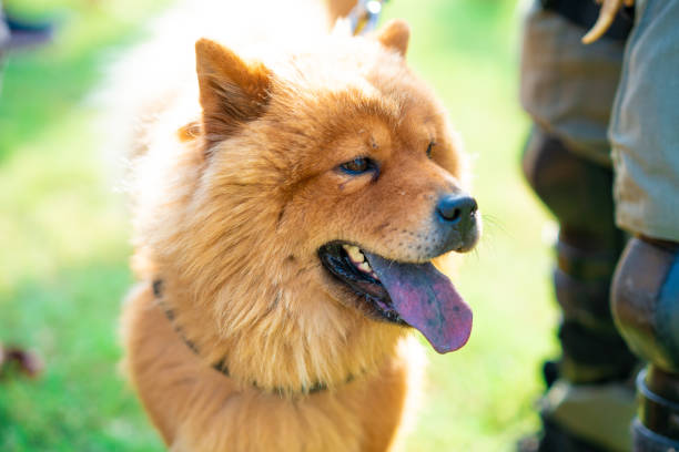 trained police dog chow chow adult trained police dog chow chow chow chow lion stock pictures, royalty-free photos & images