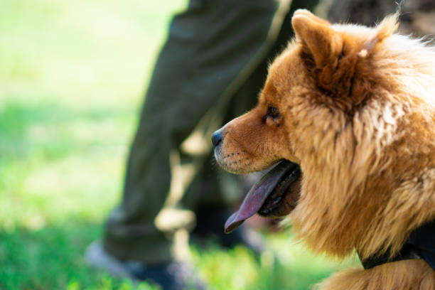 trained police dog chow chow adult trained police dog chow chow chow chow lion stock pictures, royalty-free photos & images