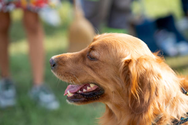 istock actress and clever golden retriever 1179441885
