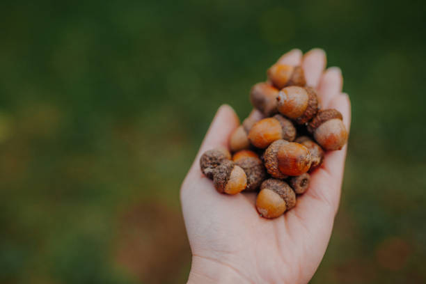 istock Young Woman Holding Acorns in Hand 1179441948