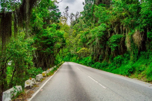 istock the long path into the mountain Merida Venezuela 1179442066
