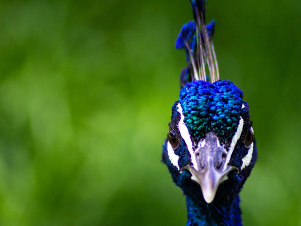 Male peacock