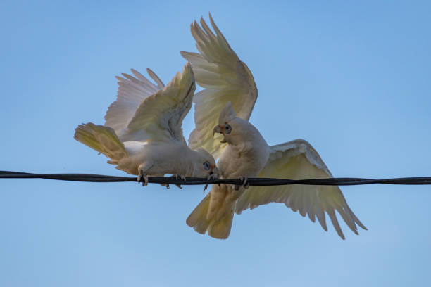 istock Birds on a wire - Long-billed Corellas showing off 1179443316