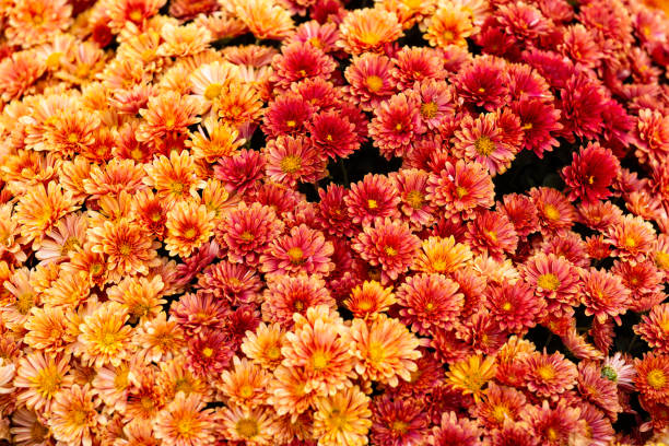 istock Marguerite, Chrysanthemum segetum, flowers. Natural floral decorative texture, pattern or background of orange and red colors 1179443407