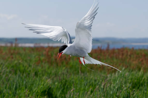 Arctic tern flying (Sterna paradisea) Arctic tern flying (Sterna paradisea) farne islands stock pictures, royalty-free photos & images