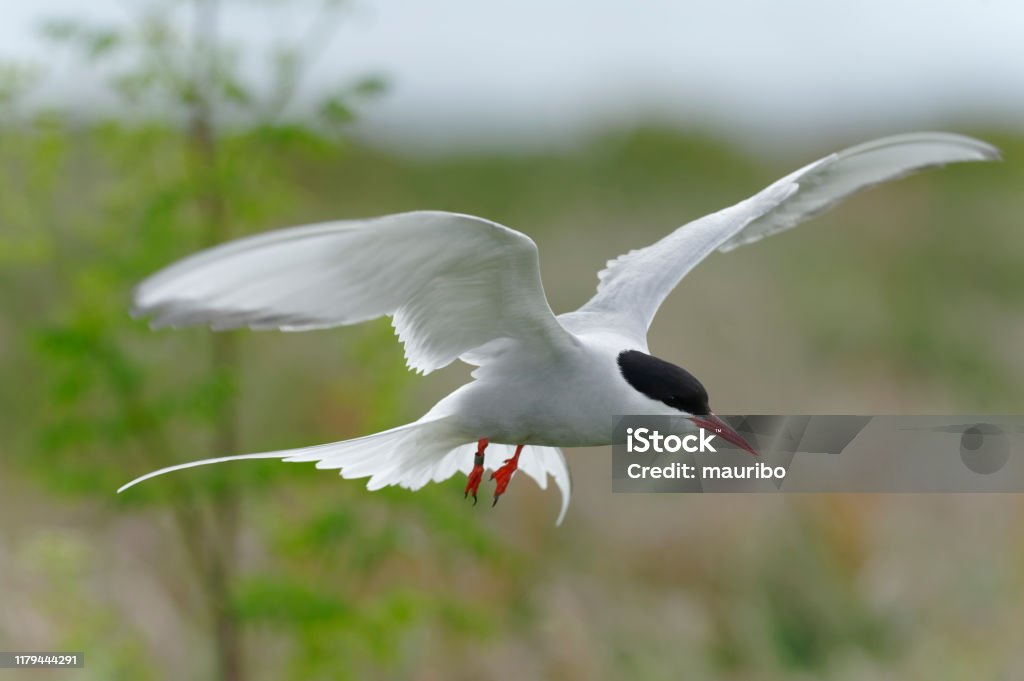 Arctic tern flying (Sterna paradisea) Elegance Stock Photo