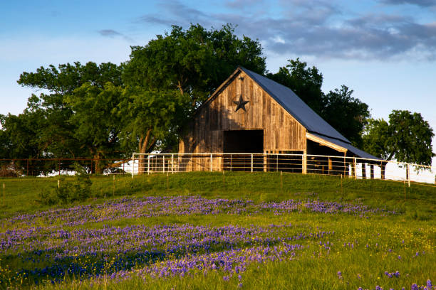 Bluebonnet Trail Barn on the Hill, Near Ennis Texas Bluebonnet Trail Barn on the Hill, Near Ennis Texas wildflower photos stock pictures, royalty-free photos & images