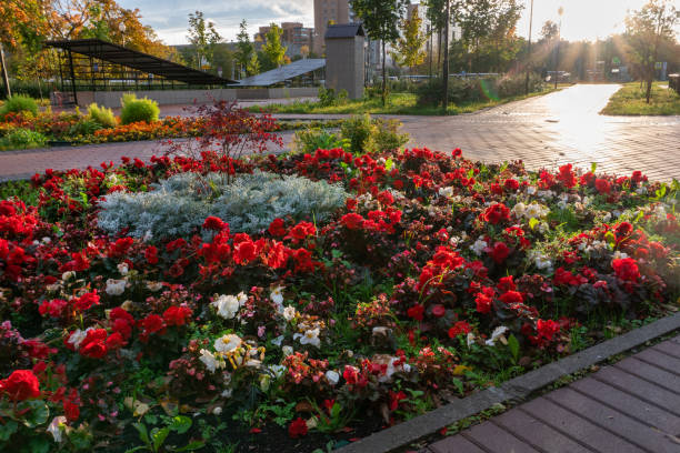 istock Flower bed in autumn Moscow. 1179444702
