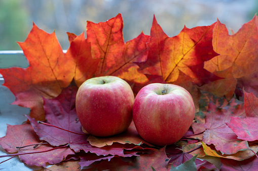 two pink apples and red maple leaves as backfground  and  also autumn forest