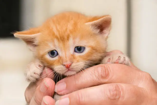 Photo of Adorable timid ginger kitty. Face detail. Little cuddly domestic cat five weeks old. Felis silvestris catus