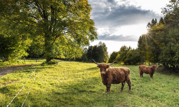 Domesticated livestock in idyllic natural landscape with sunlit deciduous tree, blue sky and sun beams in background. Agricultural subsidy. Ecology