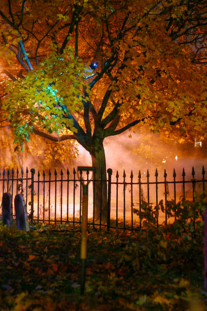 istock Backlit tree on a foggy Halloween Evening 1179446049