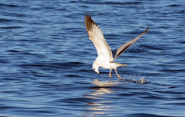 istock A white seagull dives near the water. 1179446842
