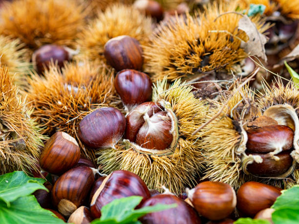 istock Group of chestnuts typical autumnal fruit 1179446973